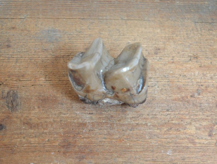 Molar de Lophiodon sp. Eocen Romania
