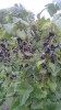 Coacaze negre bio