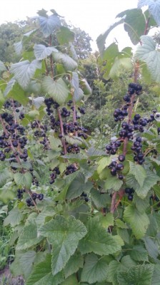 Coacaze negre bio foto