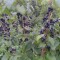 Coacaze negre bio