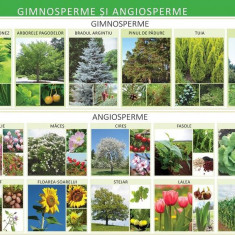 Gimnosperme și angiosperme - Planșă educativă - Paperback - Florica Alexandrescu - Didactica Publishing House