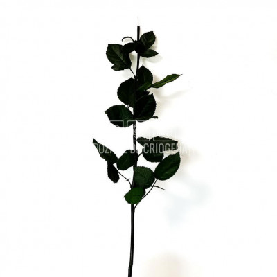 Cozi Criogenate RoseAmor 60cm pt Trandafiri Criogenati, Set 5 buc foto