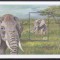 Angola 2000 - Animale și păsări, Colita, MNH