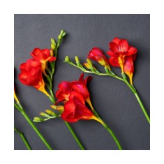 Freesia, Floare Simpla Red, Rosu, 5/6, 1 Bulb