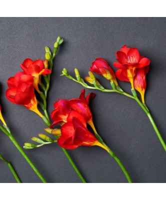 Freesia, Floare Simpla Red, Rosu, 5/6, 1 Bulb foto