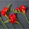 Freesia, Floare Simpla Red, Rosu, 5/6, 1 Bulb