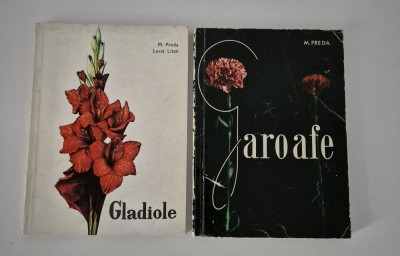 Floricultura M Preda Gladiole Garoafe Doua volume foto