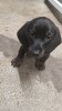 Teckel negru cu pete de foc, Top Dog