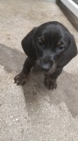 Teckel negru cu pete de foc