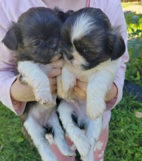 Vand Pui Shih-tzu de 6 saptamani foto