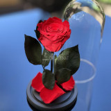 Trandafir Criogenat rosu &Oslash;6,5cm in cupola de sticla 10x20cm