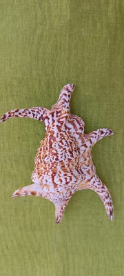 Scoica oceanica 10 foto
