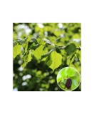 Alnus glutinosa, anin, arbore decorativ iubitor de umezeala, la ghiveci,120-150 cm, 1 buc, Oem