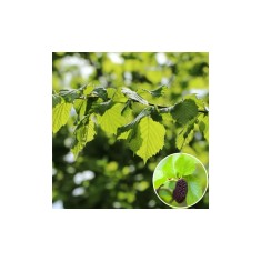 Alnus glutinosa, anin, arbore decorativ iubitor de umezeala, la ghiveci,120-150 cm, 1 buc
