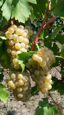 Struguri de v&amp;acirc;nzare foto