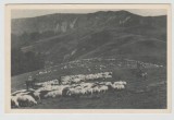bnk cp Bucegi - Pasunat alpin - carte postala QSL circulata