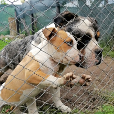 Femelă American bully