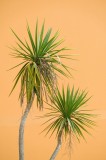 Tablou Canvas, "Palmi &icirc;n fața zidului portocaliu", Palmiers, Frunze, Portocaliu, Tropical, Contrast, Simplitate, Minimalism, Armonie, 26 x 39 cm, CMCL