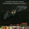 Is That a Bat?: A Guide to Non-Bat Sounds Encountered During Bat Surveys