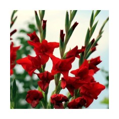 Bulb, Gladiole, Hunting song, Calibru 8/10