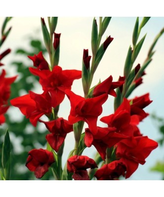 Bulb, Gladiole, Hunting song, Calibru 8/10 foto