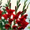 Bulb, Gladiole, Hunting song, Calibru 8/10