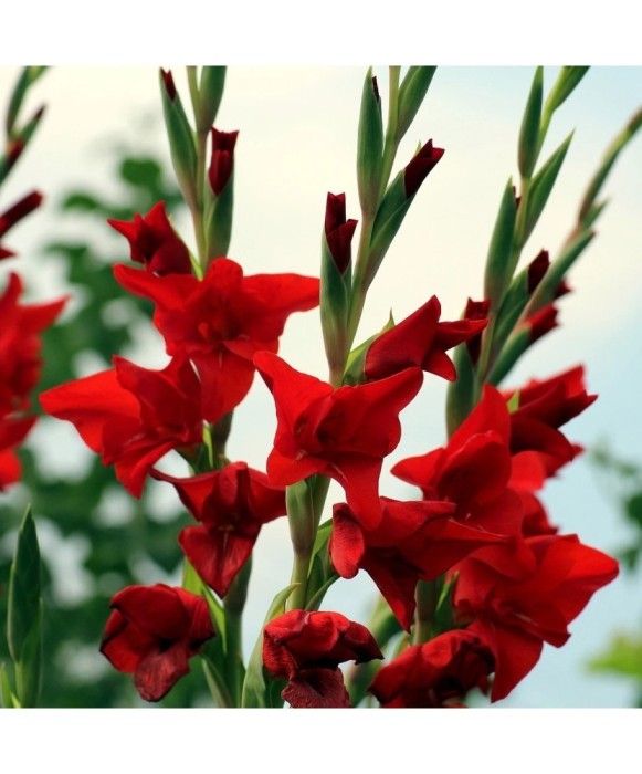 Bulb, Gladiole, Hunting song, Calibru 8/10