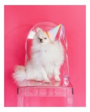 Tablou Canvas, "Cățeluș festin &icirc;n culori vesele", Dog, Fluffy, Hat, Pink, Chair, Cute, Relaxed, 26 x 39 cm, CMCLASS
