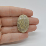 Cabochon coral fosilic 32x22x6mm c63, Stonemania Bijou