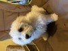 Bichon baiat 3 luni