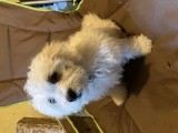 Bichon baiat 3 luni