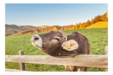 Tablou Canvas, "Vaca fericită pe c&acirc;mpie &icirc;nsorită", Cer, Vaci, Verdeață, Gard, Coline, Soare, Peisaj, Relaxare, Liniște, 39 x 26 cm, CMCLASS