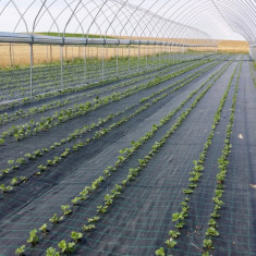 "Agrotextil Antiburuieni, Latime 1.5 m, Lungime 100 m, Negru