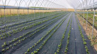 &amp;quot;Agrotextil Antiburuieni, Latime 1.5 m, Lungime 100 m, Negru foto