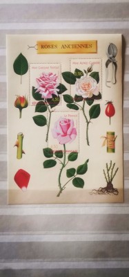 Coliță Roses Anciennes foto