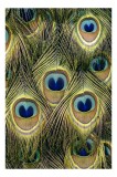 Tablou Canvas, "Mirajul culorilor de păun", Colorat, Hipnotic, &Icirc;nc&acirc;ntător, Simetric, Vibrant, Fascinant, Detaliat, Elegant, 26 x 39 cm, CMCLASS
