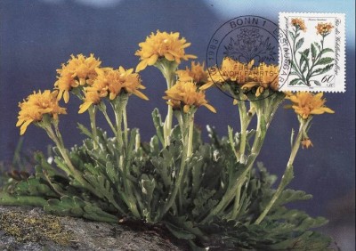 C1443 - Germania 1983 - carte maxima flora foto