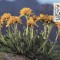 C1443 - Germania 1983 - carte maxima flora