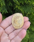 FOSILĂ DE STROMATOPOROID