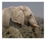 Tablou Canvas, "Elefant &icirc;n savana africană uscată", Elefant, Maro, Impunător, Natură, Arbust, Colți, Cer, Cer, Aspru, Textură, 39 x 26 cm, CMCLASS