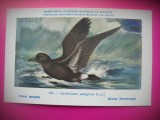HOPCT 6332 HYDROBATES PELAGICUS -PASARI DE APA -FAUNA EUROPA-CP CHROMO LITHO -MUZEUL REGAL STIINTE NATURALE BELGIA-NECIRCULATA, Printata