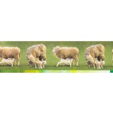 Bordura decorativa Zoo 555