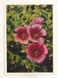 FA67-Carte Postala- RUSIA - Flori, Molops, necirculata 1965