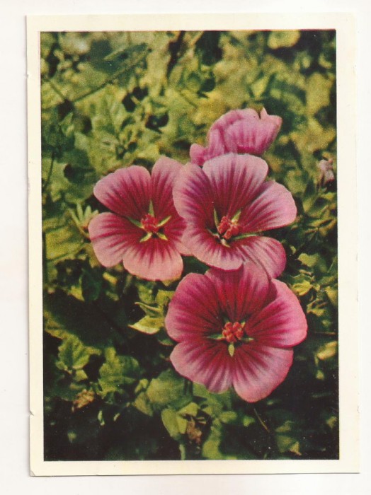FA67-Carte Postala- RUSIA - Flori, Molops, necirculata 1965