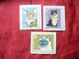 Serie mica Bulgaria 1967 Pisici, 3 valori stampilate, Stampilat