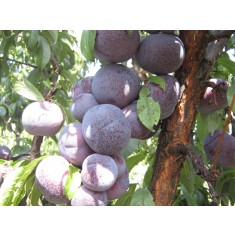 Prun &ndash; Soiul ANGELENO &ndash; Prun Japonez