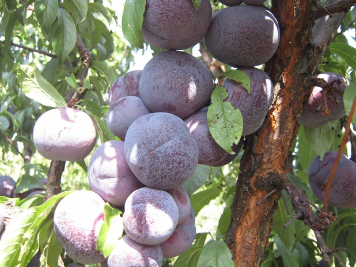 Prun &ndash; Soiul ANGELENO &ndash; Prun Japonez