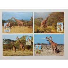 Kenya 1989 - girafe, serie CarteMaxima