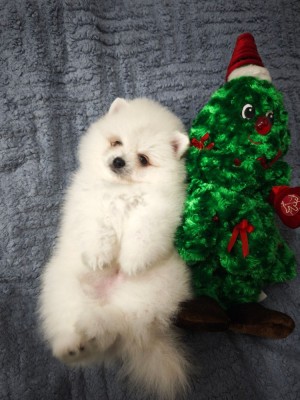 Pomeranian rasa pura foto