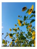 Tablou Canvas, "Dansul florilor de floarea-soarelui sub soare", Flori, Soare, Cer, Albastru, Veselie, Energie, Vara, Verdeață, Natura, Frumusețe, 26 x